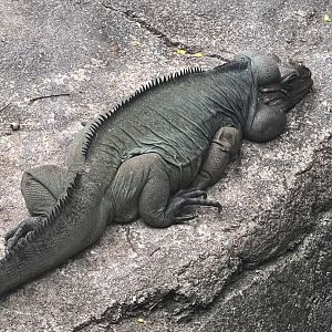 Sid the rhinoceros iguana, June 2022