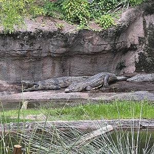 Nile crocodile, June 2022