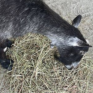 Bueller the Alpine Pygmy goat, June 2022