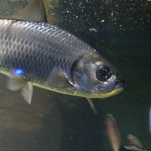 Indo-Pacific Tarpon