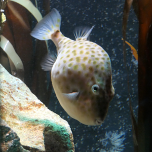 Eastern Smooth Boxfish