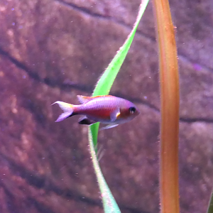 Vanderbilt's Chromis