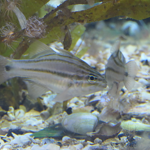 Sydney Cardinalfish