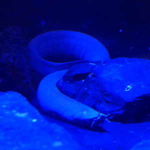 Broadgilled Hagfish