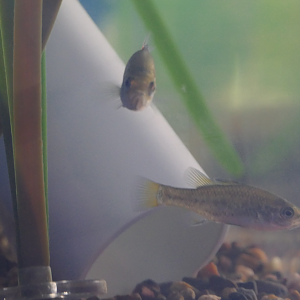 Southern Pygmy Perch