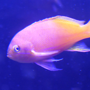 Squarespot Anthias