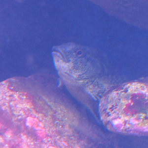 Eastern Kelpfish