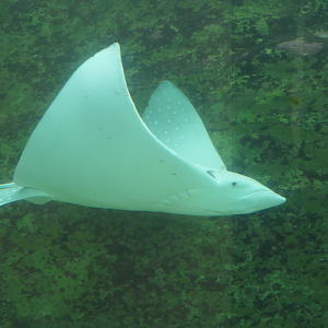 Whitespotted Eagle Ray