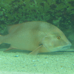 Red Emperor Snapper