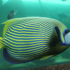 Emperor Angelfish