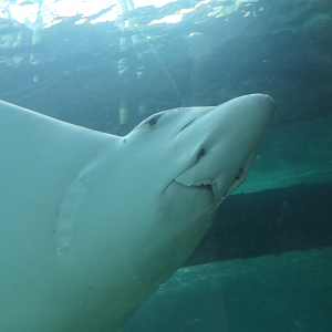 Whitespotted Eagle Ray
