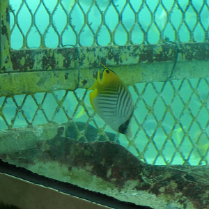 Threadfin Butterflyfish
