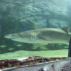 Sand Tiger Shark