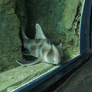 Crested Hornshark
