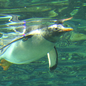 Gentoo Penguin