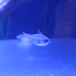 Threadfin Cardinalfish with damaged fins
