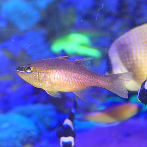 Short-tooth Cardinalfish