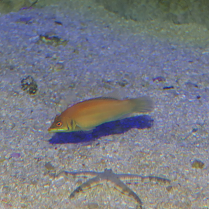 Pinstriped Wrasse