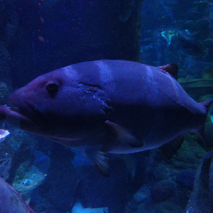 Saddled Coralgrouper