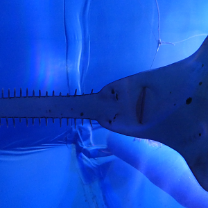 Narrow Sawfish