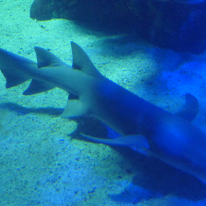 Tawny Nurse Shark