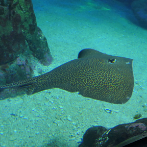 Reticulated Whipray