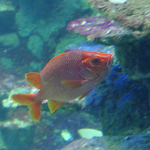 Sabre Squirrelfish
