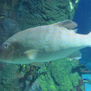 Chinamanfish