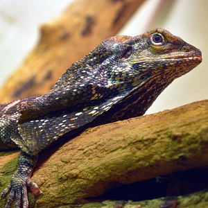 Jun. 2023 - World of Reptiles - Frilled Dragon