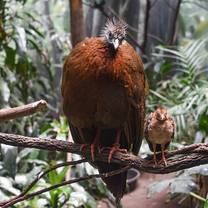 Jun. 2023 - World of Birds - Great Argus