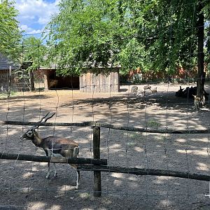 Indian antelope paddock