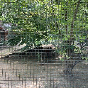 Part of the Mackenzie valley wolf enclosure