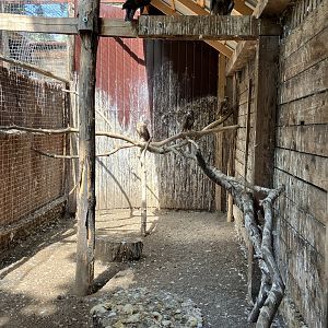 Common buzzard aviary.