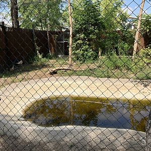 Grey crowned crane cage