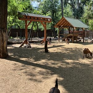 Goat and sheep paddock