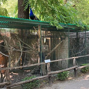 European red squirrel cage