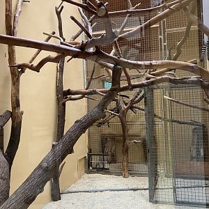 Ring-tailed lemur indoors