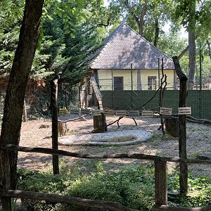 Ring-tailed lemur outdoors