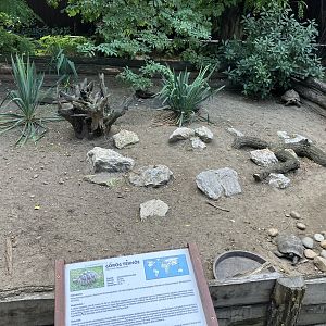 Tortoise exhibit.