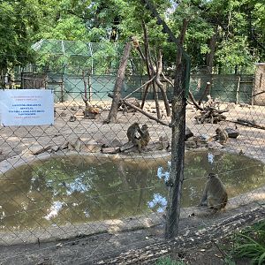 Rhesus monkey exhibit.