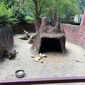 Crested porcupine exhibit.