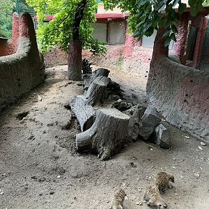 Meerkat enclosure