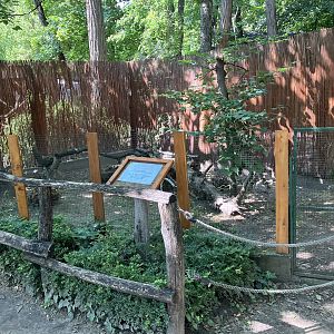 Racoon dog exhibit