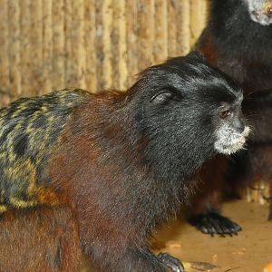 Tamarain ID? - Zoo Dvorec