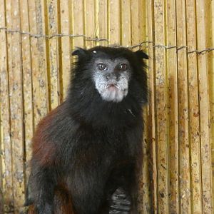 Tamarain ID? - Zoo Dvorec