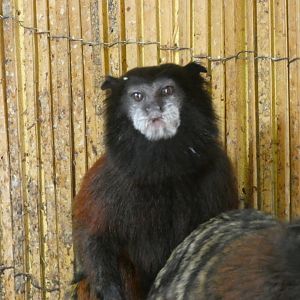 Tamarain ID? - Zoo Dvorec