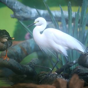 Intermediate Egret (Ardea intermedia)