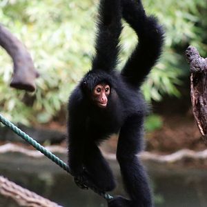 Red-faced Spider Monkey (Ateles paniscus)