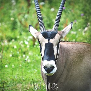 Besia Oryx