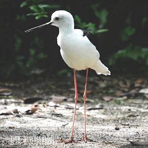 Black Winged Stilt